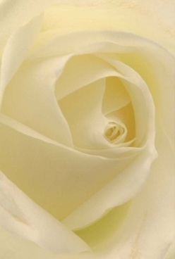 Captured in intimate, luminous detail, a tranquil bouquet featuring an ivory rose speaks of Rotherhithe's understated elegance. The petals, velvety and delicately translucent, spiral inward in harmonious layers, inviting the viewer's imagination to reach out and trace their gentle curves. Bathed in diffused natural light reminiscent of a quiet day along Rotherhithe Street, the creamy and subtle lemon undertones of the rose evoke both warmth and serene beauty. Its pristine form radiates a sense of timelessness-echoing memories of celebrations held in the historic lanes or heartfelt tokens exchanged near King's Stairs Gardens. The composition exudes a tranquil calm, an ideal floral gesture for anniversaries, quiet remembrances, or a cherished display at a family table overlooking the Thames. One can almost sense the rose's clean, soft scent lingering in the air, mingling with the fragrances from nearby riverside gardens. Every aspect of the arrangement-the precision of each spiral, the flawless blending of hues-reflects the thoughtfulness and artistry of Rotherhithe's florists. The bloom's elegant simplicity is comforting and uplifting, a hallmark of the care and expertise found at Flower Delivery Rotherhithe, where local tradition meets heartfelt expression in every flower sent to homes throughout the area.